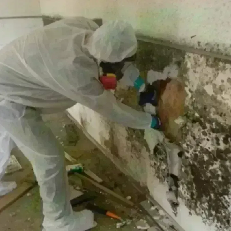 Mold Remediation and Removal in Haddon Heights, NJ